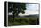 Hudson Highlands Tree Boscobell-Robert Goldwitz-Framed Premier Image Canvas