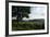 Hudson Highlands Tree Boscobell-Robert Goldwitz-Framed Photographic Print