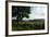 Hudson Highlands Tree Boscobell-Robert Goldwitz-Framed Photographic Print