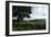 Hudson Highlands Tree Boscobell-Robert Goldwitz-Framed Photographic Print