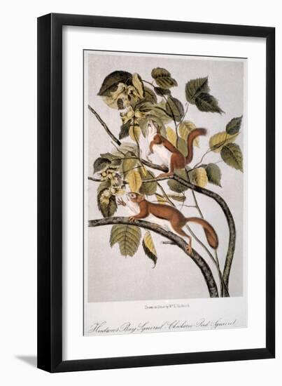 Hudson's Bay Squirrel-null-Framed Giclee Print