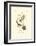 Hudson's Bay Titmouse-John James Audubon-Framed Art Print