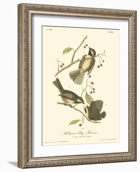 Hudson's Bay Titmouse-John James Audubon-Framed Art Print