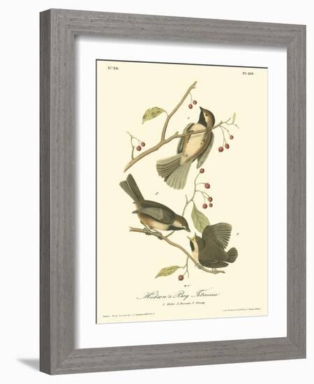 Hudson's Bay Titmouse-John James Audubon-Framed Art Print