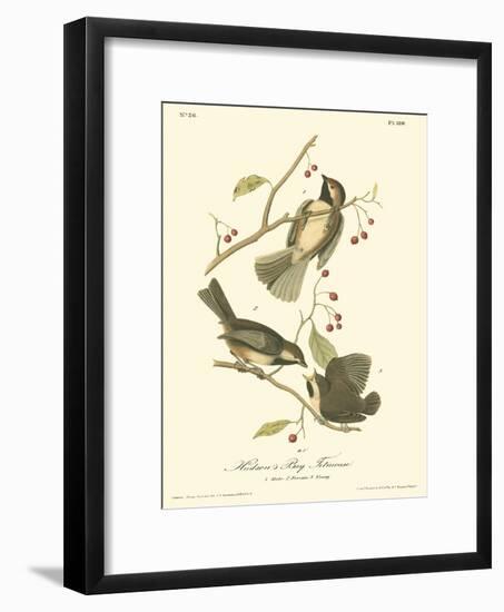 Hudson's Bay Titmouse-John James Audubon-Framed Art Print