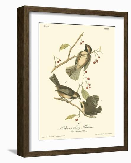 Hudson's Bay Titmouse-John James Audubon-Framed Art Print