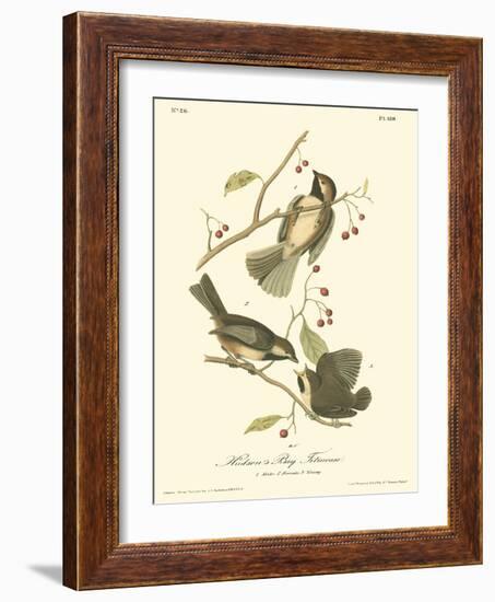 Hudson's Bay Titmouse-John James Audubon-Framed Art Print