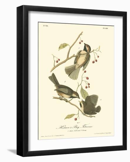 Hudson's Bay Titmouse-John James Audubon-Framed Art Print