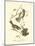 Hudson's Bay Titmouse-John James Audubon-Mounted Art Print