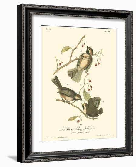 Hudson's Bay Titmouse-John James Audubon-Framed Art Print