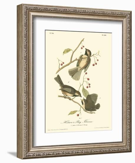 Hudson's Bay Titmouse-John James Audubon-Framed Art Print