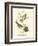 Hudson's Bay Titmouse-John James Audubon-Framed Art Print