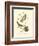 Hudson's Bay Titmouse-John James Audubon-Framed Art Print