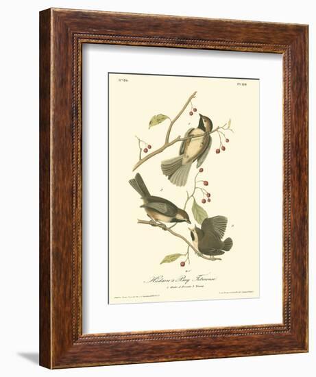 Hudson's Bay Titmouse-John James Audubon-Framed Art Print