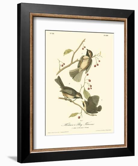 Hudson's Bay Titmouse-John James Audubon-Framed Art Print