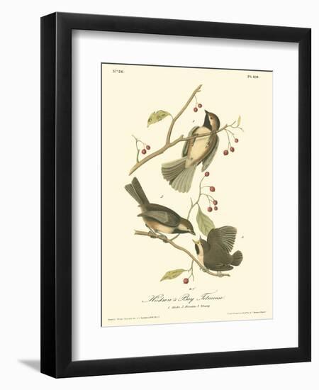 Hudson's Bay Titmouse-John James Audubon-Framed Art Print