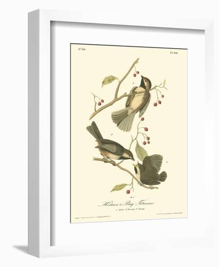 Hudson's Bay Titmouse-John James Audubon-Framed Art Print