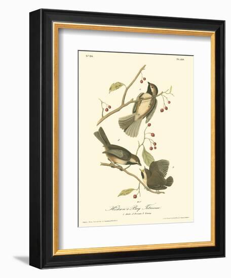 Hudson's Bay Titmouse-John James Audubon-Framed Art Print