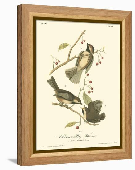 Hudson's Bay Titmouse-John James Audubon-Framed Stretched Canvas