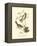 Hudson's Bay Titmouse-John James Audubon-Framed Stretched Canvas