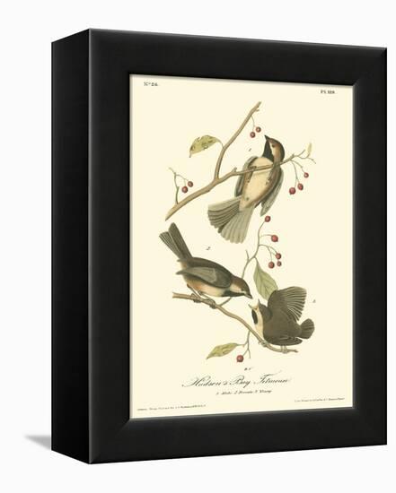 Hudson's Bay Titmouse-John James Audubon-Framed Stretched Canvas