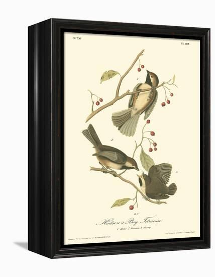 Hudson's Bay Titmouse-John James Audubon-Framed Stretched Canvas