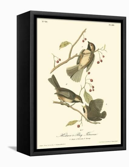 Hudson's Bay Titmouse-John James Audubon-Framed Stretched Canvas