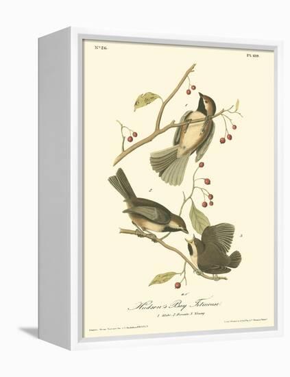 Hudson's Bay Titmouse-John James Audubon-Framed Stretched Canvas