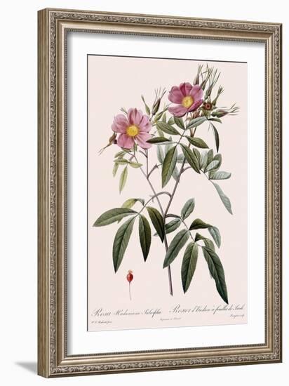 Hudson's Rose-Langlois-Framed Giclee Print