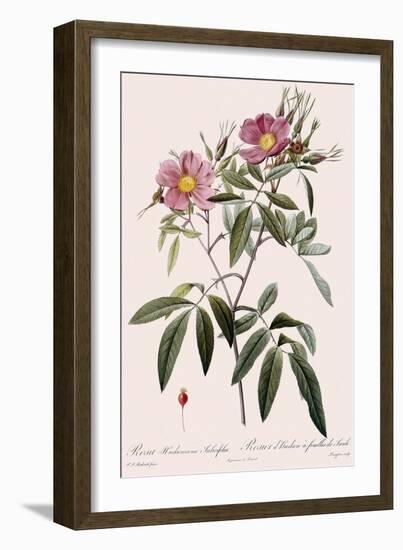 Hudson's Rose-Langlois-Framed Giclee Print