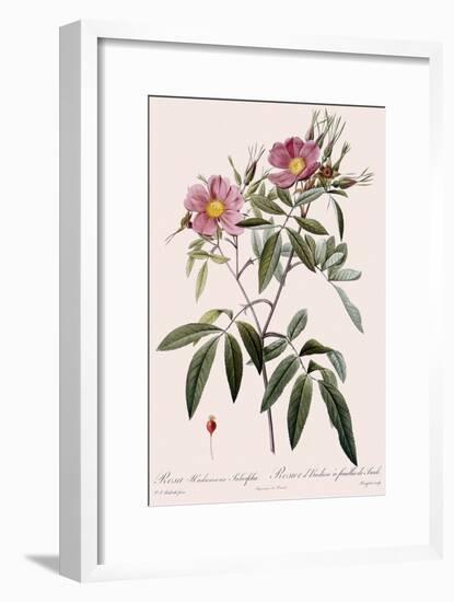 Hudson's Rose-Langlois-Framed Giclee Print