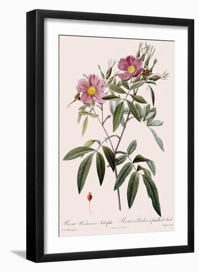 Hudson's Rose-Langlois-Framed Giclee Print