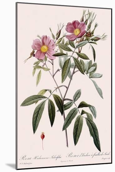 Hudson's Rose-Langlois-Mounted Giclee Print