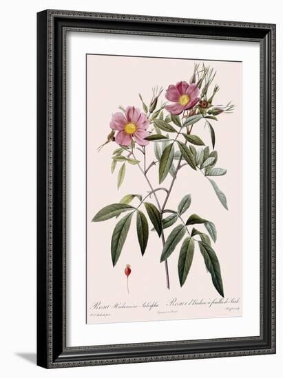 Hudson's Rose-Langlois-Framed Giclee Print