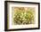 Hue-Viviane Fedieu Daniel-Framed Photographic Print