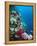Huge Biodiversity in Living Coral Reef, Red Sea, Egypt-Lousie Murray-Framed Premier Image Canvas