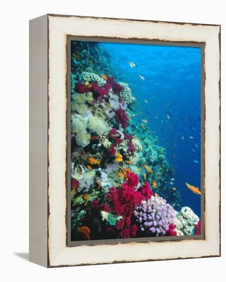 Huge Biodiversity in Living Coral Reef, Red Sea, Egypt-Lousie Murray-Framed Premier Image Canvas