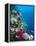 Huge Biodiversity in Living Coral Reef, Red Sea, Egypt-Lousie Murray-Framed Premier Image Canvas