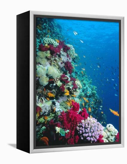 Huge Biodiversity in Living Coral Reef, Red Sea, Egypt-Lousie Murray-Framed Premier Image Canvas