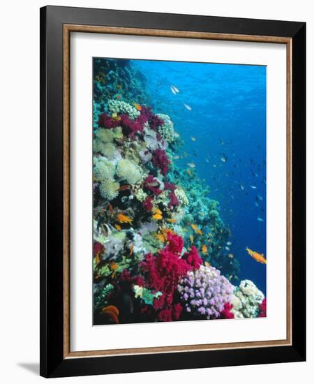 Huge Biodiversity in Living Coral Reef, Red Sea, Egypt-Lousie Murray-Framed Photographic Print