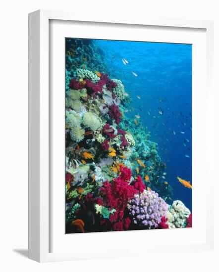 Huge Biodiversity in Living Coral Reef, Red Sea, Egypt-Lousie Murray-Framed Photographic Print