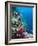 Huge Biodiversity in Living Coral Reef, Red Sea, Egypt-Lousie Murray-Framed Photographic Print