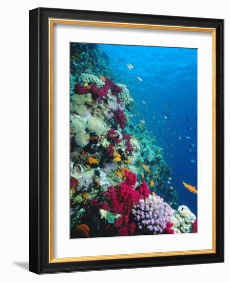 Huge Biodiversity in Living Coral Reef, Red Sea, Egypt-Lousie Murray-Framed Photographic Print