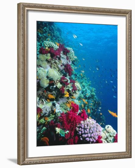 Huge Biodiversity in Living Coral Reef, Red Sea, Egypt-Lousie Murray-Framed Photographic Print