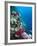 Huge Biodiversity in Living Coral Reef, Red Sea, Egypt-Lousie Murray-Framed Photographic Print