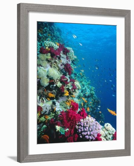 Huge Biodiversity in Living Coral Reef, Red Sea, Egypt-Lousie Murray-Framed Photographic Print