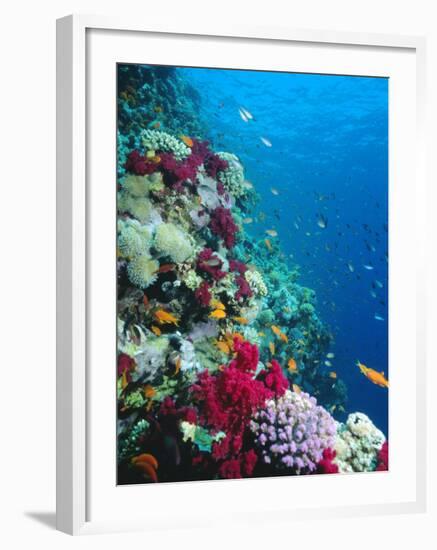 Huge Biodiversity in Living Coral Reef, Red Sea, Egypt-Lousie Murray-Framed Photographic Print