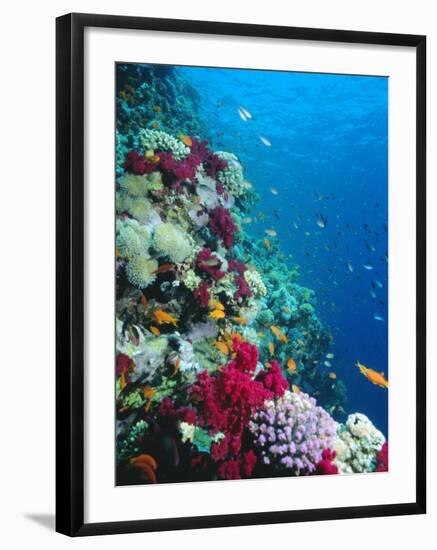 Huge Biodiversity in Living Coral Reef, Red Sea, Egypt-Lousie Murray-Framed Photographic Print