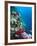 Huge Biodiversity in Living Coral Reef, Red Sea, Egypt-Lousie Murray-Framed Photographic Print