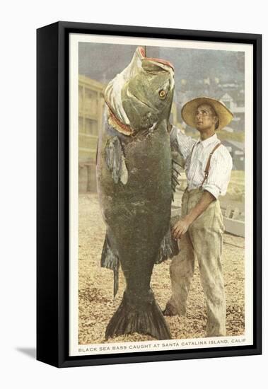 Huge Black Sea Bass, Catalina, California-null-Framed Stretched Canvas